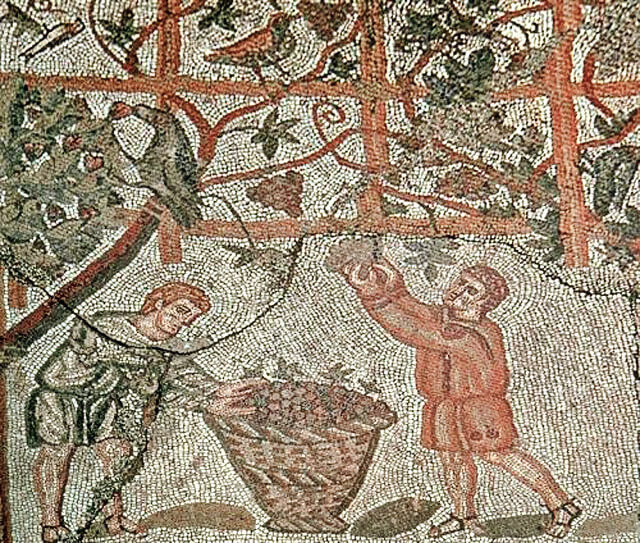 羅馬採收葡萄