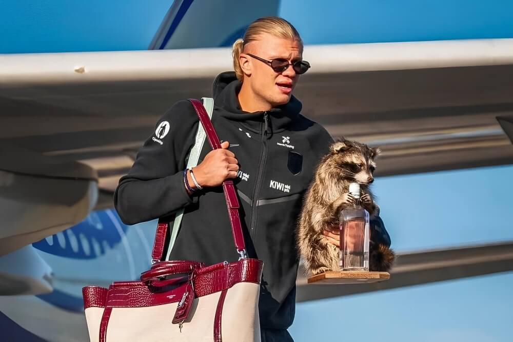 Haaland-raccoon