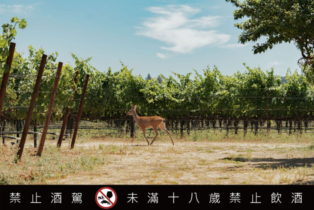 Steve Matthiasson認為,真正優質的葡萄酒,必須從健康的土地開始。透過有機耕作、覆蓋作物、保護土壤生態,以及依照不同葡萄藤的生長狀況調整管理方式,讓葡萄在適合的環境中自然成熟。